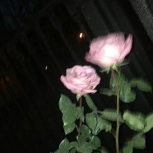 Meet your Posher, Adriana